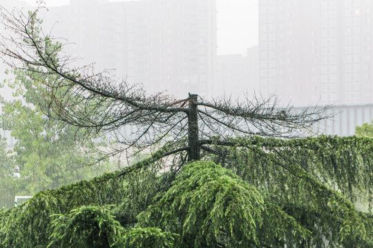 雨中雪松