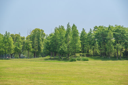 蓝天树林草坪