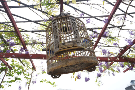 紫藤花下的中国传统木质鸟笼
