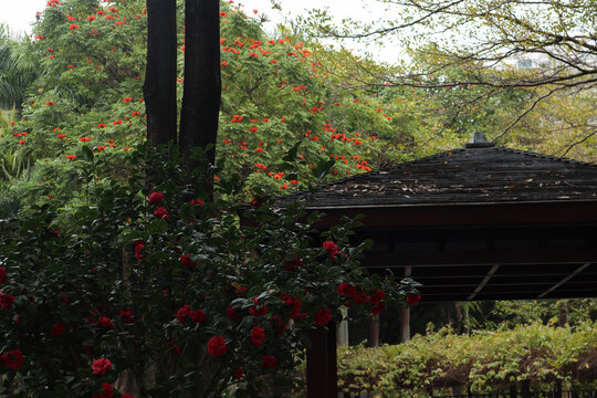 庭院