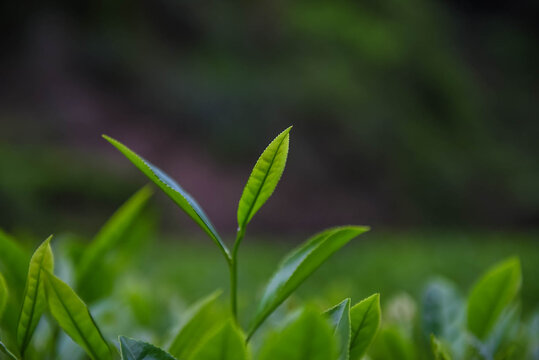 茶叶