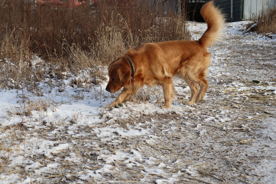 雪地中的金毛狗