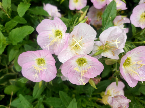 月见草花特写