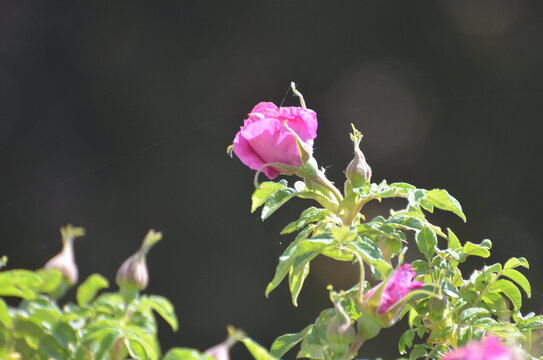 一枝玫瑰花