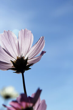 一朵美丽的粉色的波斯菊