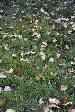 黄色的落叶在草地上