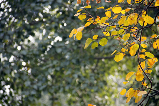 秋天绿色的黄色的树叶