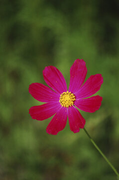 草丛里美丽的红色雏菊花