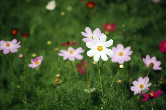 草丛里美丽的雏菊花