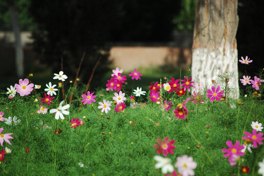 草丛里美丽的雏菊花