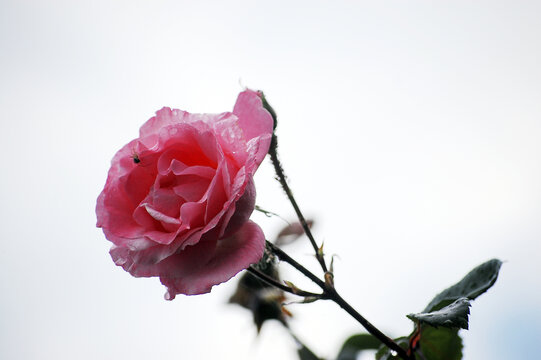 一朵美丽的粉色的蔷薇花