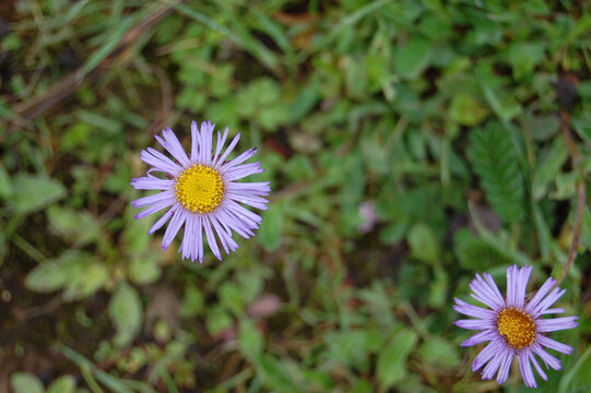 草丛里紫色的雏菊花