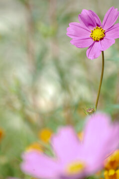 草丛里美丽的粉色的波斯菊