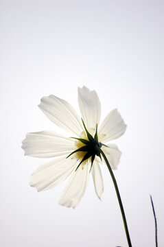 一朵白色的美丽的波斯菊