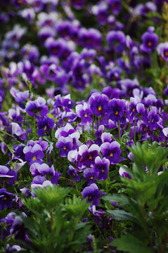 草地里有许多美丽的紫色花朵