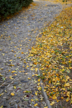 地上落满黄色的树叶