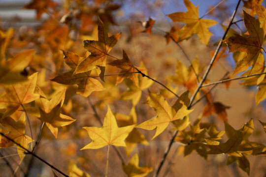 秋天树上美丽的黄色枫叶