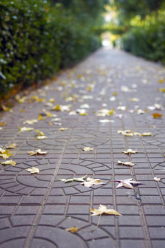 地面上落满黄色的树叶