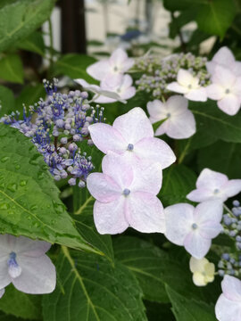 日本东京忍野八海的琼花