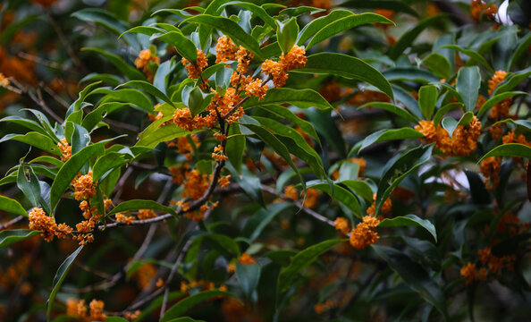 桂花