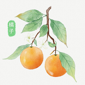 手绘柑橘水果插画