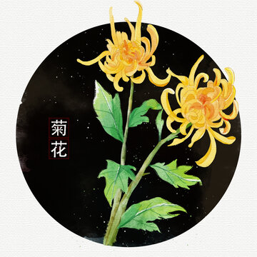 手绘水彩菊花插画