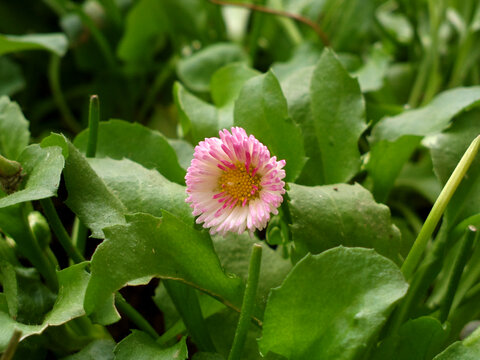 雏菊