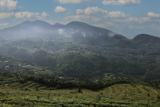 高山茶园