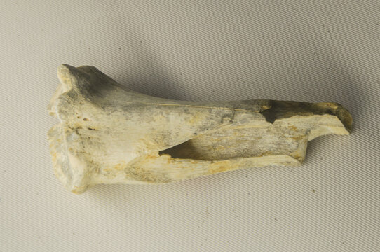 剑齿虎化石骨头