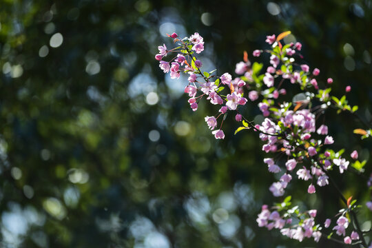 盛开的垂丝海棠花图片