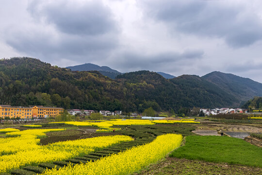 油菜花