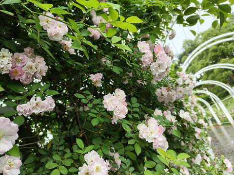 湖南省植物园鲜花