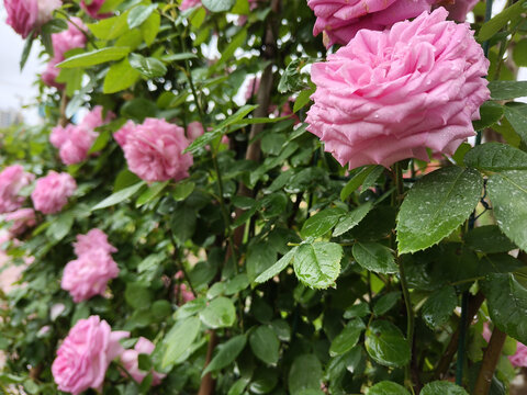 湖南省植物园鲜花