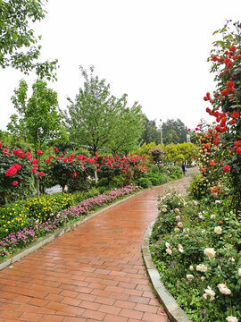 湖南省植物园鲜花