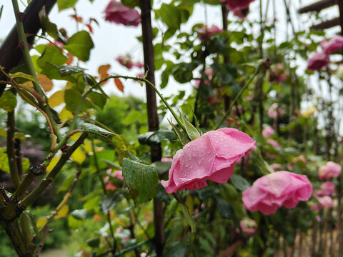湖南省植物园粉玫瑰