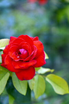 草地上美丽的红色蔷薇花