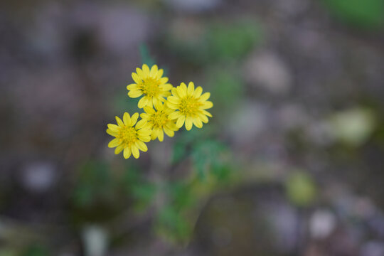 草地上美丽的黄色小雏菊花