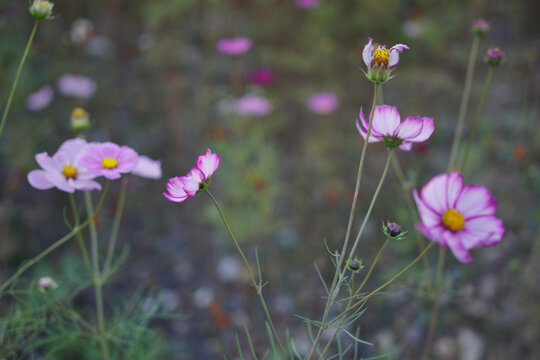 草地上美丽的粉色的波斯菊