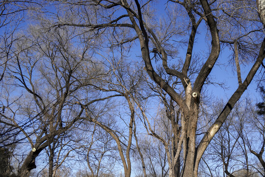 冬天公园里干枯的大树