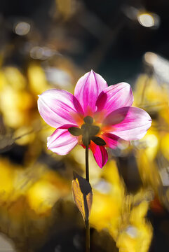 阳光照耀在一朵粉色的花朵上
