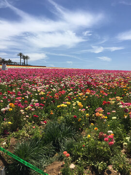 美丽的迷人的花海