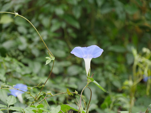 牵牛花