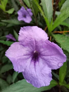 风中露珠打湿的蓝花草