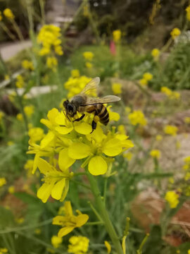 采花粉的蜜蜂