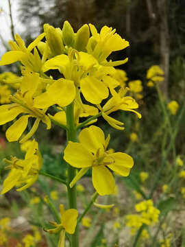 盛开的芥菜花