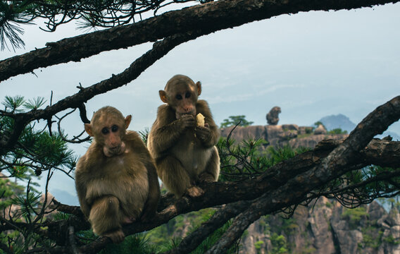 猴子观海景区石猴与猴子同框
