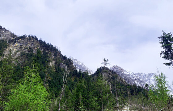 森林雪山