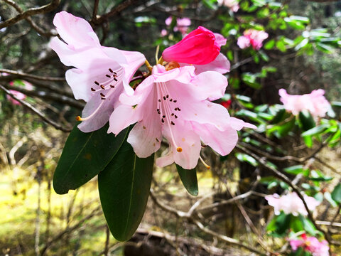 杜鹃花