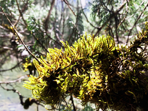 苔藓