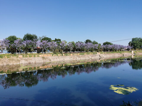 蓝花楹景观大道